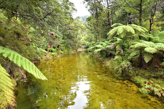 torrent river im regenwald