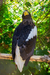 Portrait of a white headed bald eagle or haliaeetus leucocephalus