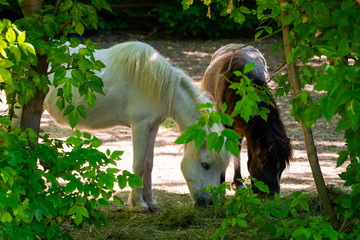 White pony horse or Equus caballus mammal animal