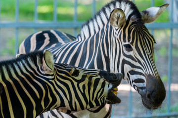 Portrait of zebra in zoo