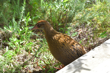 Wekaralle, Weka, Vogel