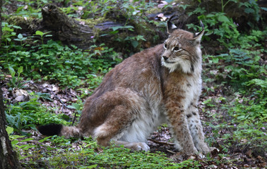Luchs im Harz 