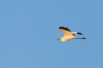 Great egret or Ardea alba, flying on the sky