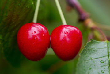 Cherry tree with ripe cherries in the garden