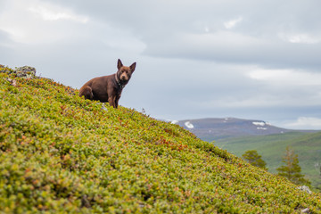 Dog sitting in the mountains