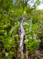 dwarf cornel around a fallen branch