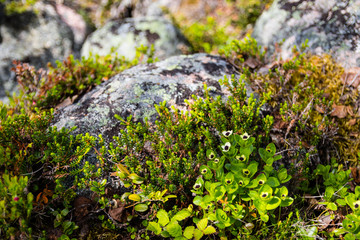 dwarf cornel around a stone