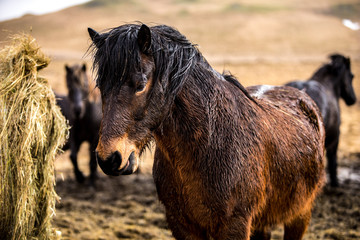 Wet Horse