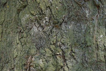 vegetative texture from the gray green bark