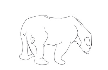 white bear stands, line, vector