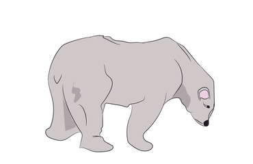 white bear stands, vector