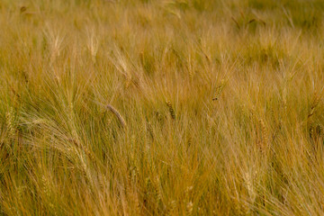 Unripe wheat field with filigree awns in early summer