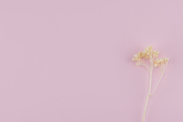 White dried flowers on pastel pink background with copy space