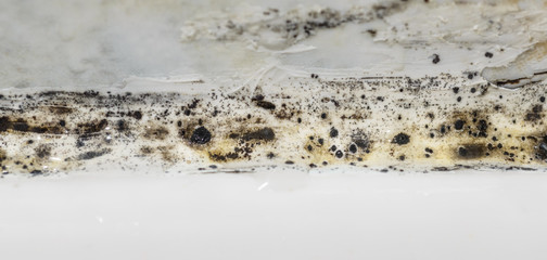 
Fungus and mold in the bathroom