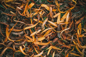 Dry fallen yellow autumn leaves of willow tree on the grass. Abstract background. Macro.