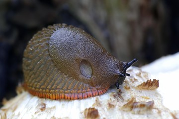 Spanish slug, Arion vulgaris, highly invasive pest