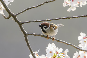サクラにとまるスズメ(Eurasian Tree Sparrow)