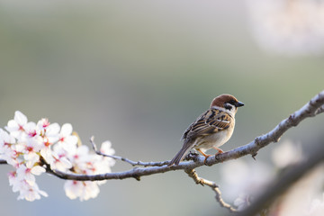 サクラにとまるスズメ(Eurasian Tree Sparrow)