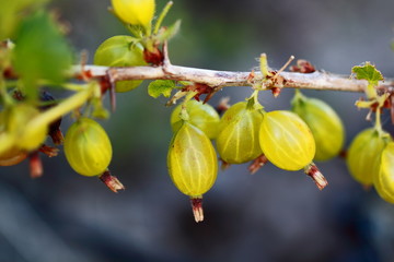 Beautiful close up view of green yellow gooseberry branch isolated. Gorgeous nature background.