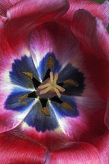 Fototapeta na wymiar Tulip (Tulipa x gesneriana). Known as Didier's Tulip and Garden Tulip also.