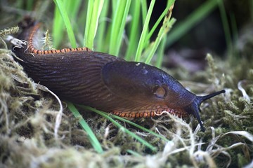Spanish slug,  Arion vulgaris, highly invasive pest