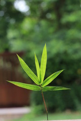 Close up transparency bamboo leaves on green background
