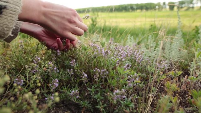 Woman hand picking up fresh green thyme with violet flowers growing in the meadow.