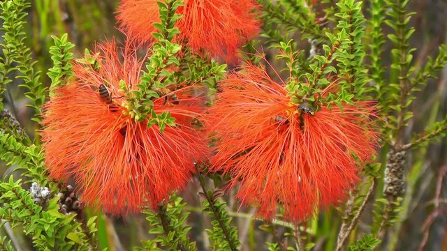 Bees on a  Swamp Bottlebrush, Beaufortia sparsa, an evergreen shrub that grows in the south west of Western Australia. Its flowers are bright orange to red in colour.