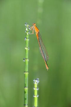Scarce blue-tailed damselfly, Ischnura pumilio
