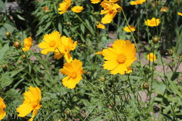 yellow flowers