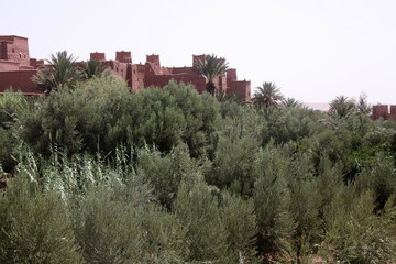 Fototapeta na wymiar Oasis et Ksar du sud - Maroc
