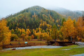 Obraz premium Mountains with colorful autumn forest at overcast. Beautiful landscape in autumn.
