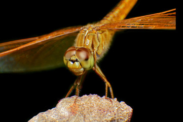 Extreme macro shot eye of Orange dragonfly in wild. Close up detail of eye dragonfly is very small. Dragonfly on yellow leave. Selective focus.