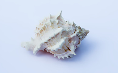 Shell on white background