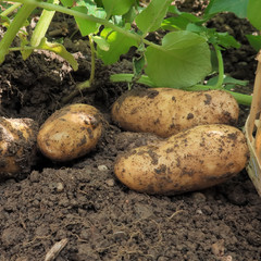 Mangez bio, plantez et r&eacute;coltez vos patates !