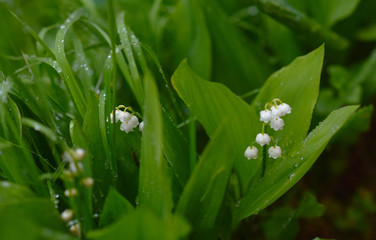 Obraz premium lilies of the valley