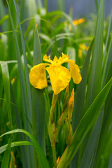 marshy Iris: flower and buds on the background from green leaves