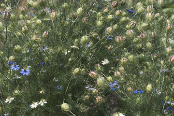 Fototapeta premium Love-in-a-mist (Nigella damascena). Known as Ragged lady and Devil in the bush also.