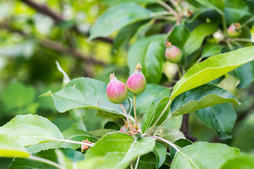 growing set apples on branches