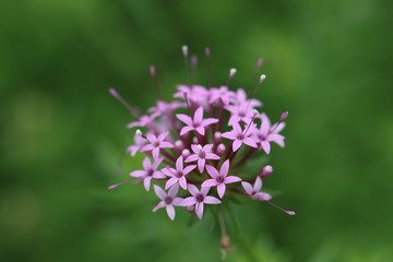 ピンクの花