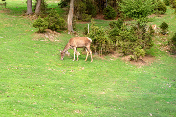 Deer (Dama dama) is grazing on the clearing or on th the lawn in the forest. On summer sunny day.