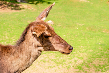 Portrait deer (Dama dama) on the clearing or on th the lawn. On summer sunny day.