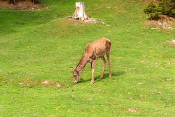 Deer (Dama dama) is grazing on the clearing or on th the lawn in the forest. On summer sunny day.