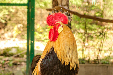 Homestead farming. The brown rooster stands in the hen-house and looks around.