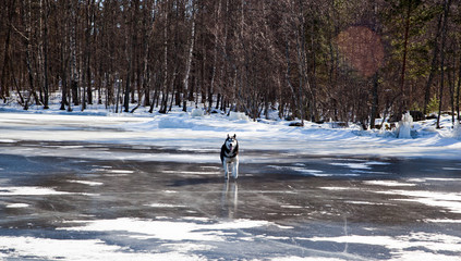 Dog breed Siberian Husky running on the black ice of a frozen lake on a sunny day