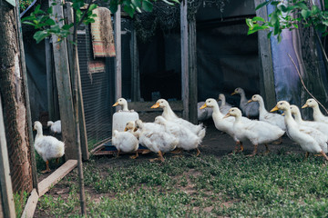 Many small domestic ducklings on the poultry yard