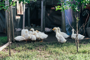 Many small domestic ducklings on the poultry yard