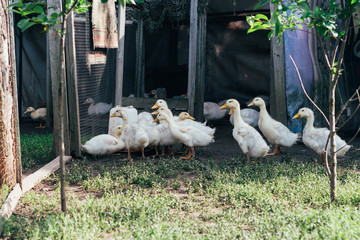 Many small domestic ducklings on the poultry yard