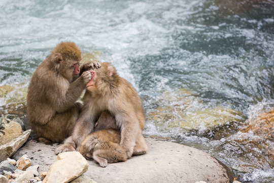 Jigokudani Monkey Park , monkeys bathing in a natural hot spring at Nagano , Japan