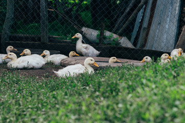 Many small domestic ducklings on the poultry yard